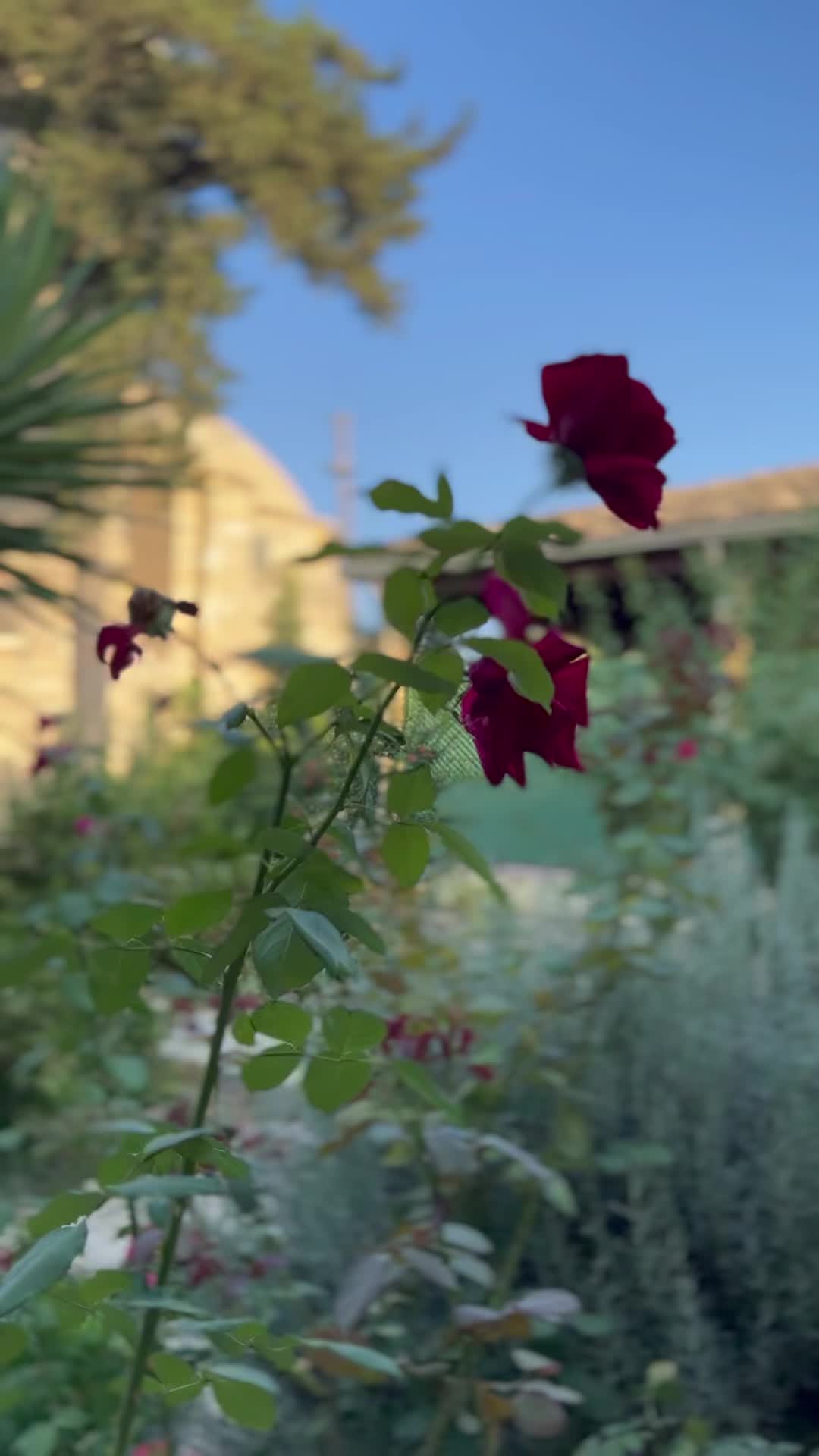 Мечеть Хала Султан Текке (Hala Sultan Tekke)