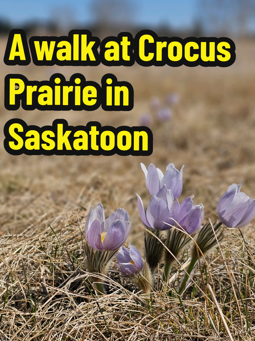 Meewasin Valley Trail (Saskatoon)