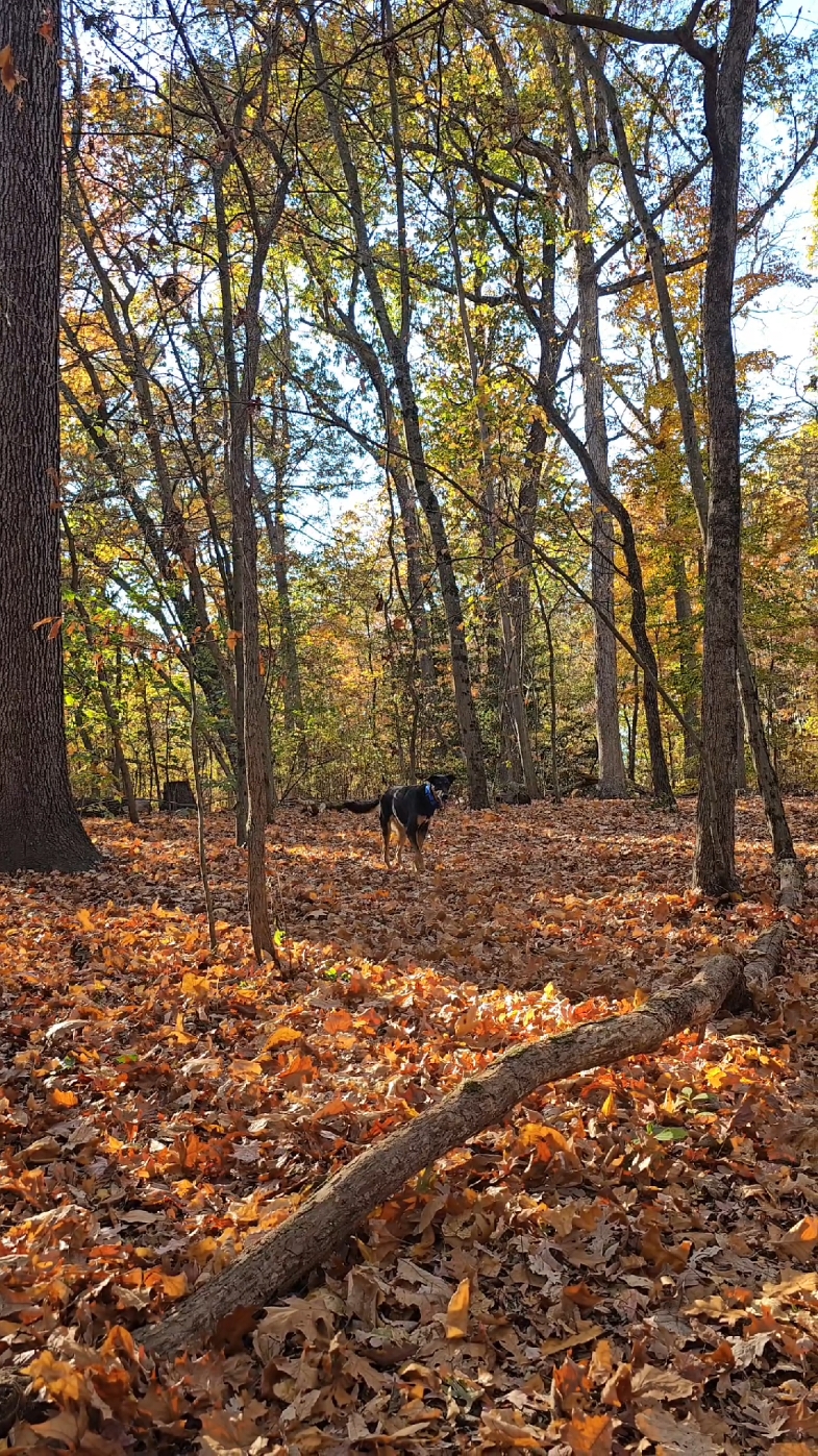 Mercer County Park Dog Park