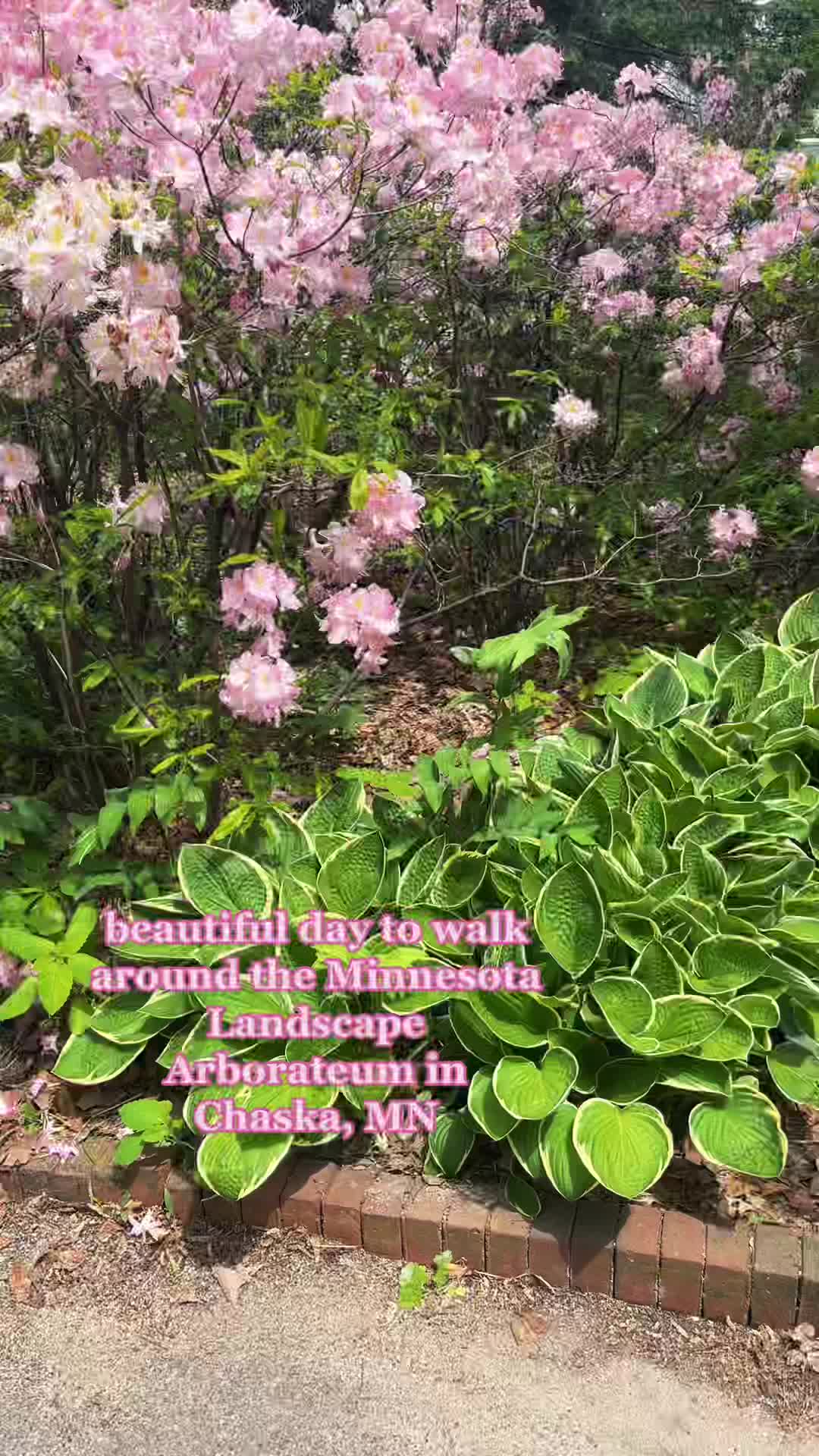 Minnesota Landscape Arboretum