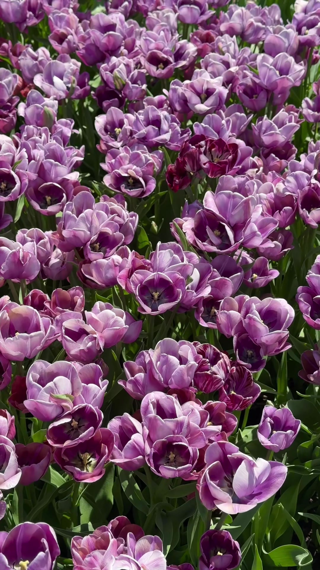 Minnesota Landscape Arboretum
