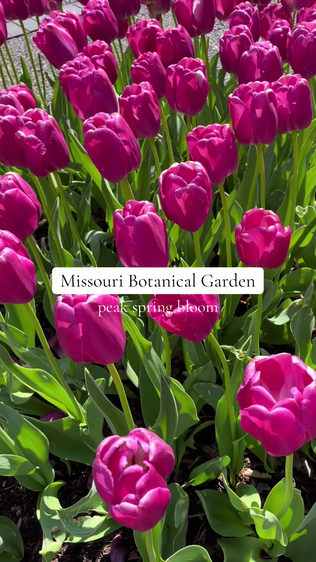 Missouri Botanical Garden