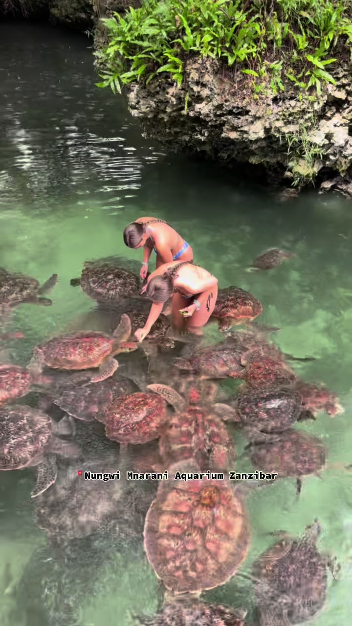 Mnarani Marine Turtles Conservation Pond