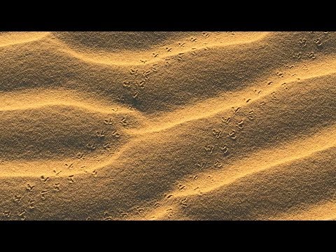 Monahans Sandhills State Park
