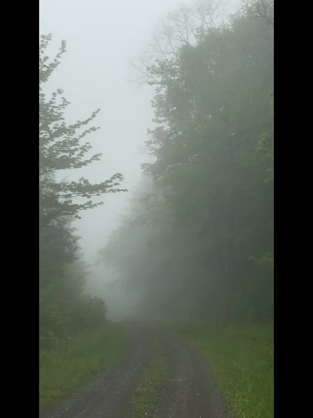 Monongahela National Forest