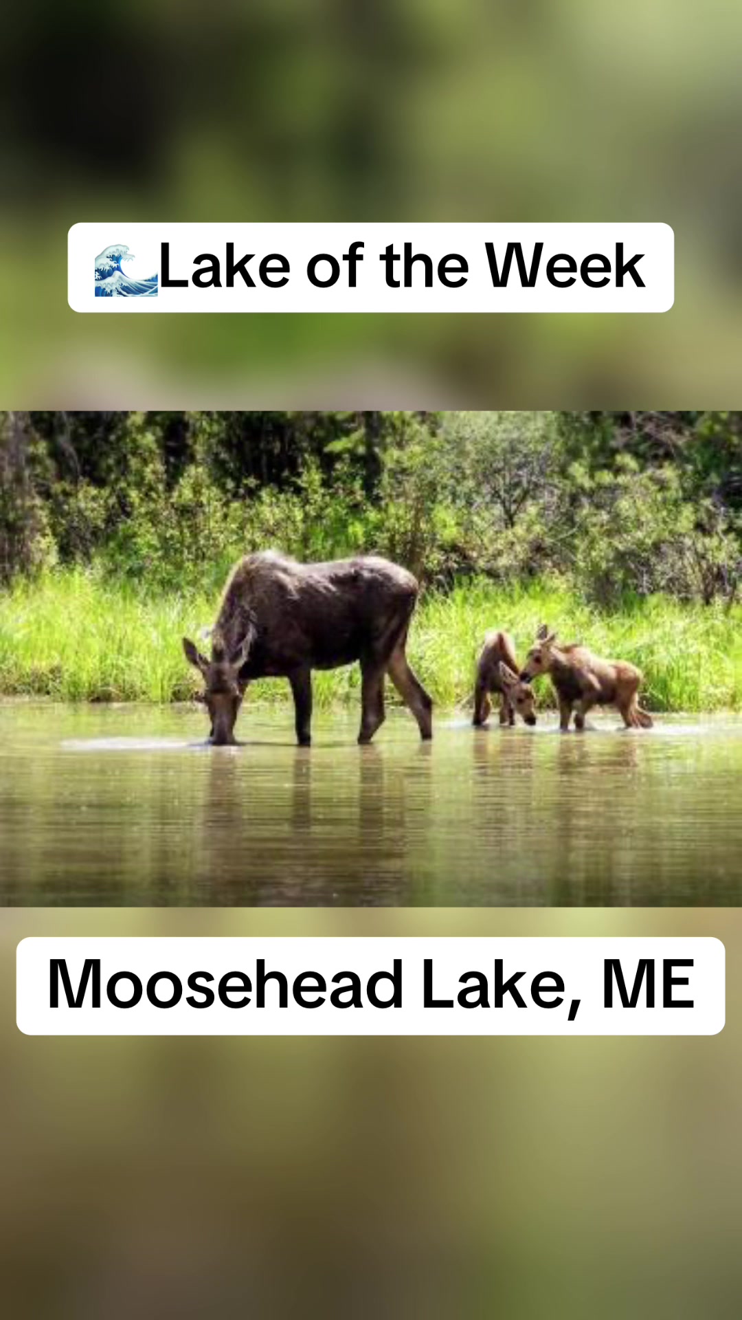 Moosehead Lake