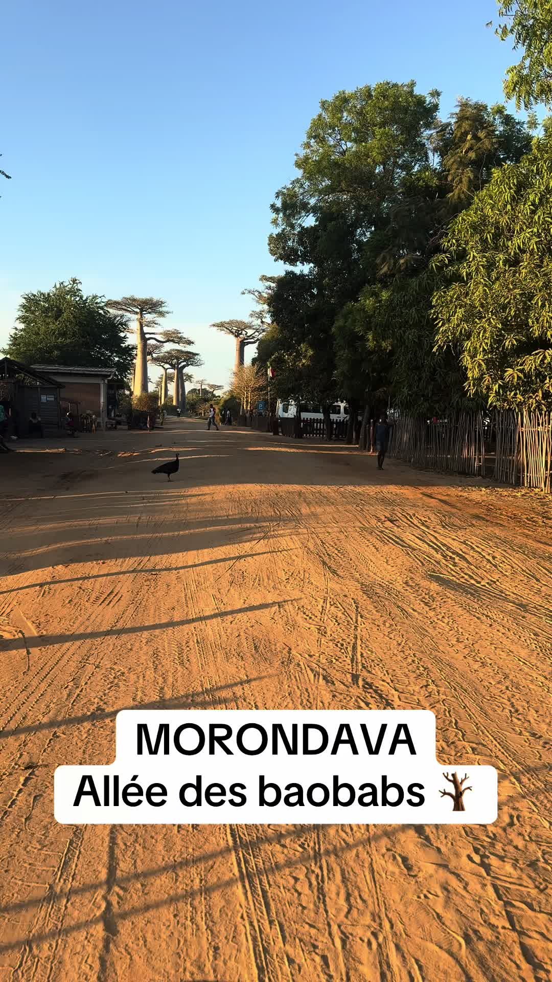Morondava