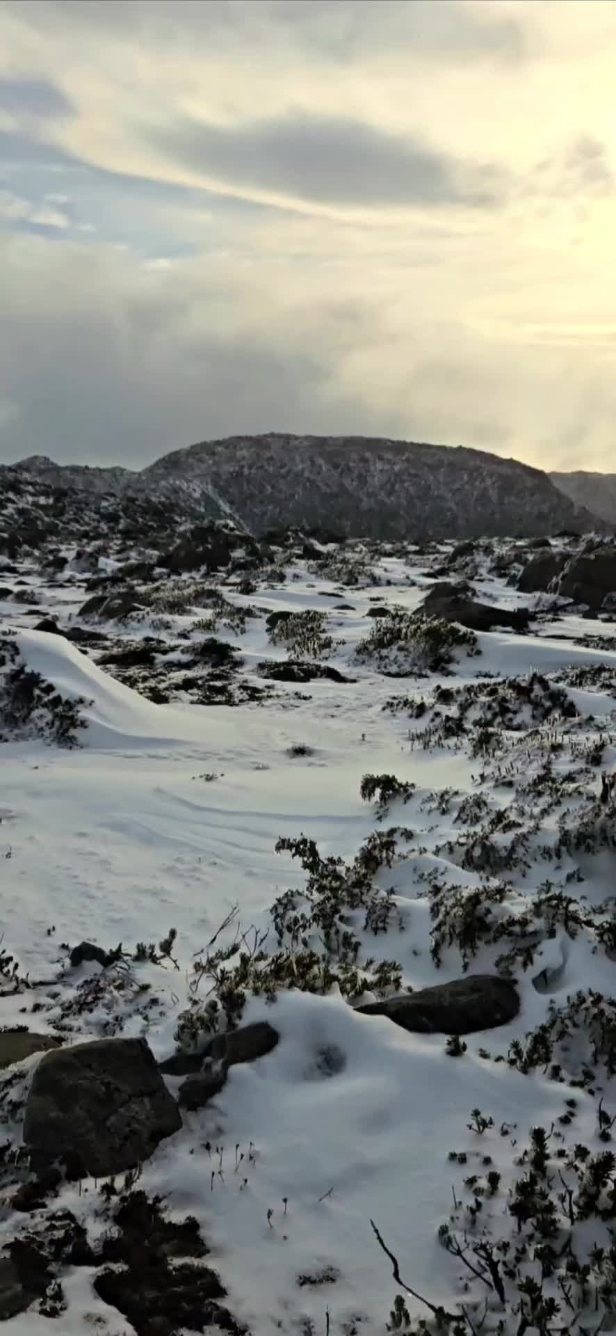 Mount Field National Park