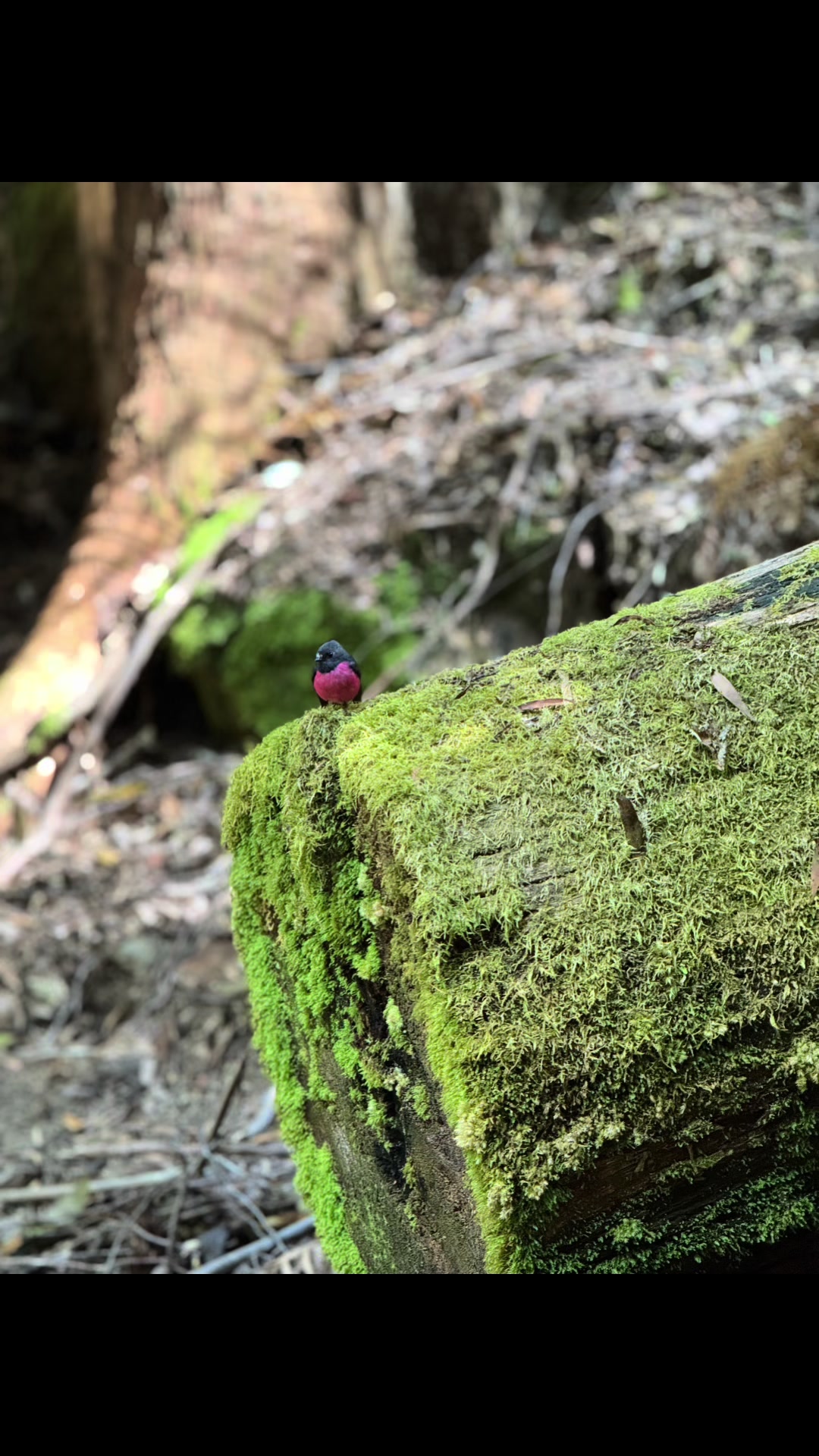 Mount Field National Park