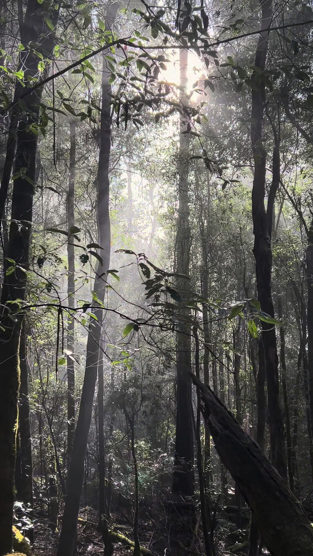 Mount Field National Park