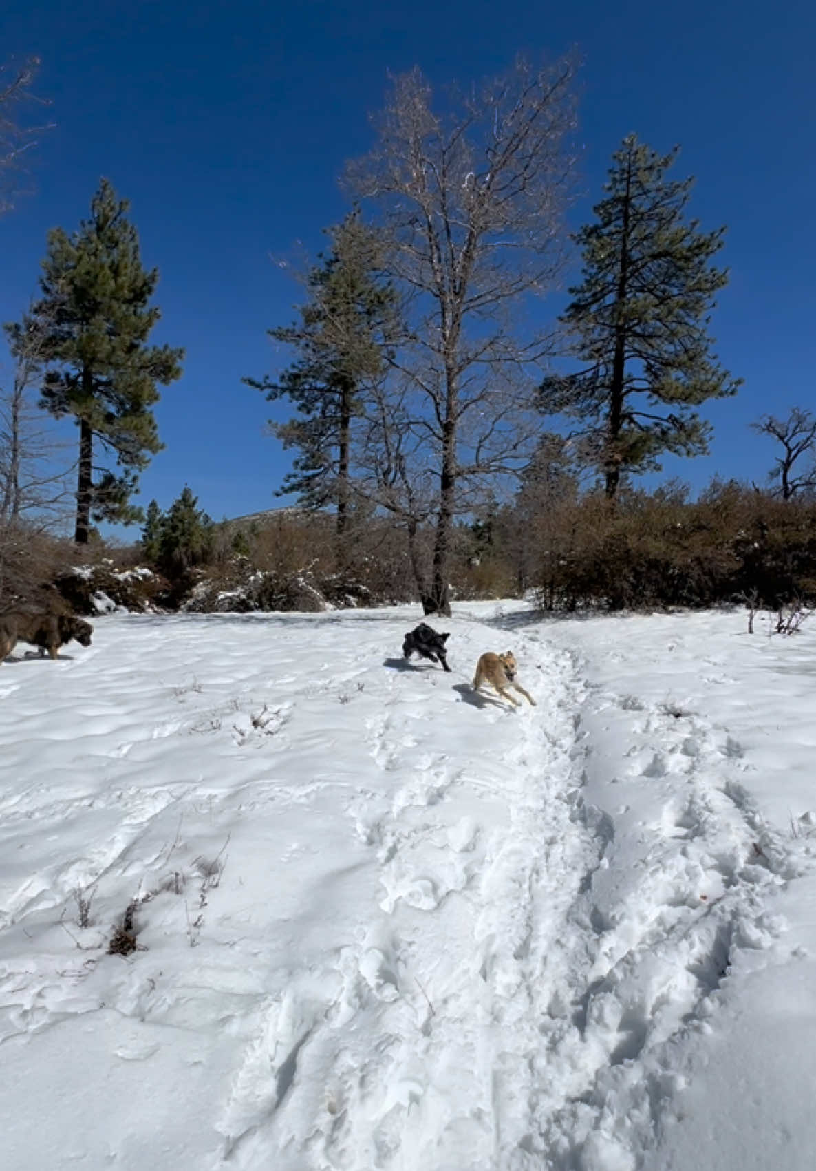 Mount Laguna (Hiking Trails)