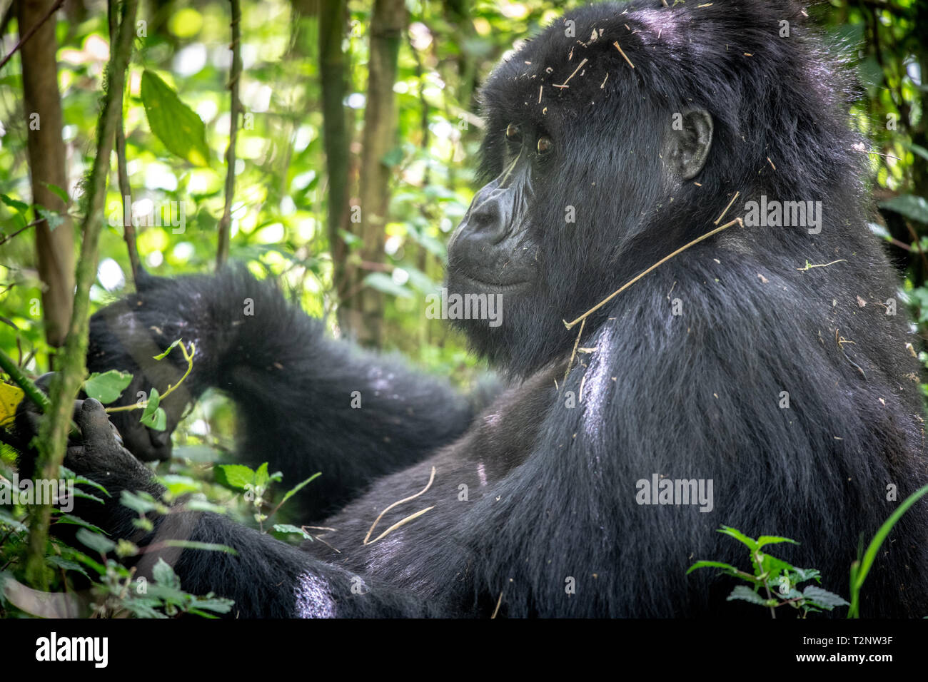 Gorillas at Volcanoes