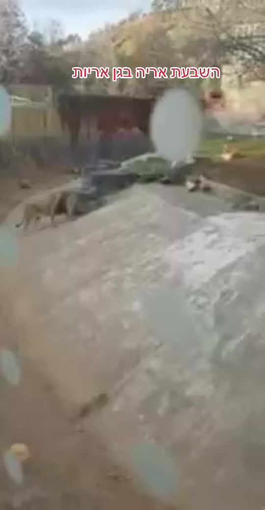 מקורה של הקסטליה