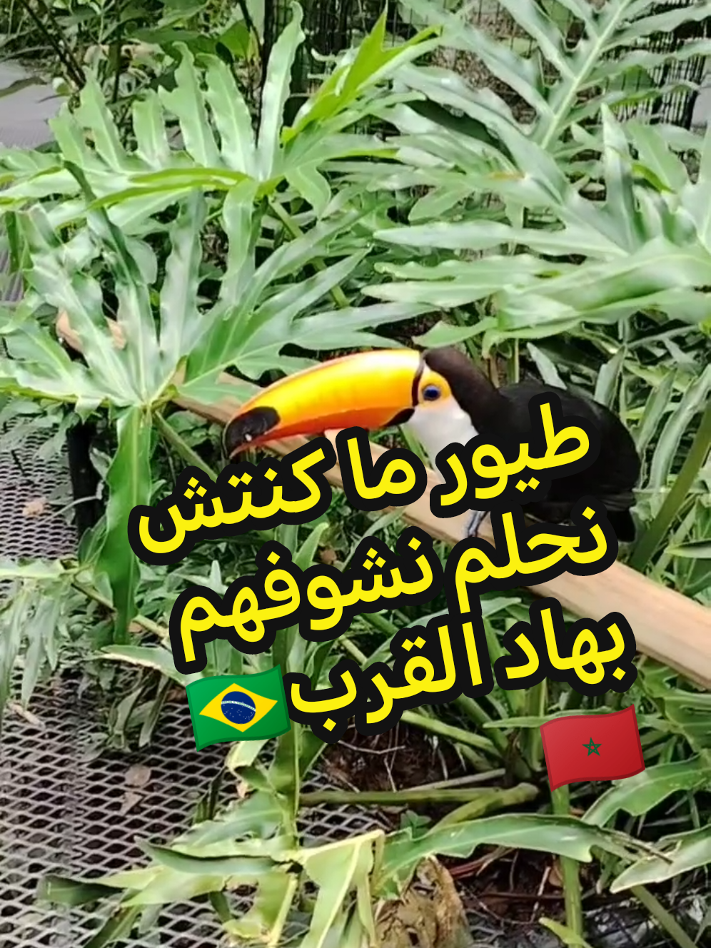 מרכז הציפורים פארק דאס אווס
