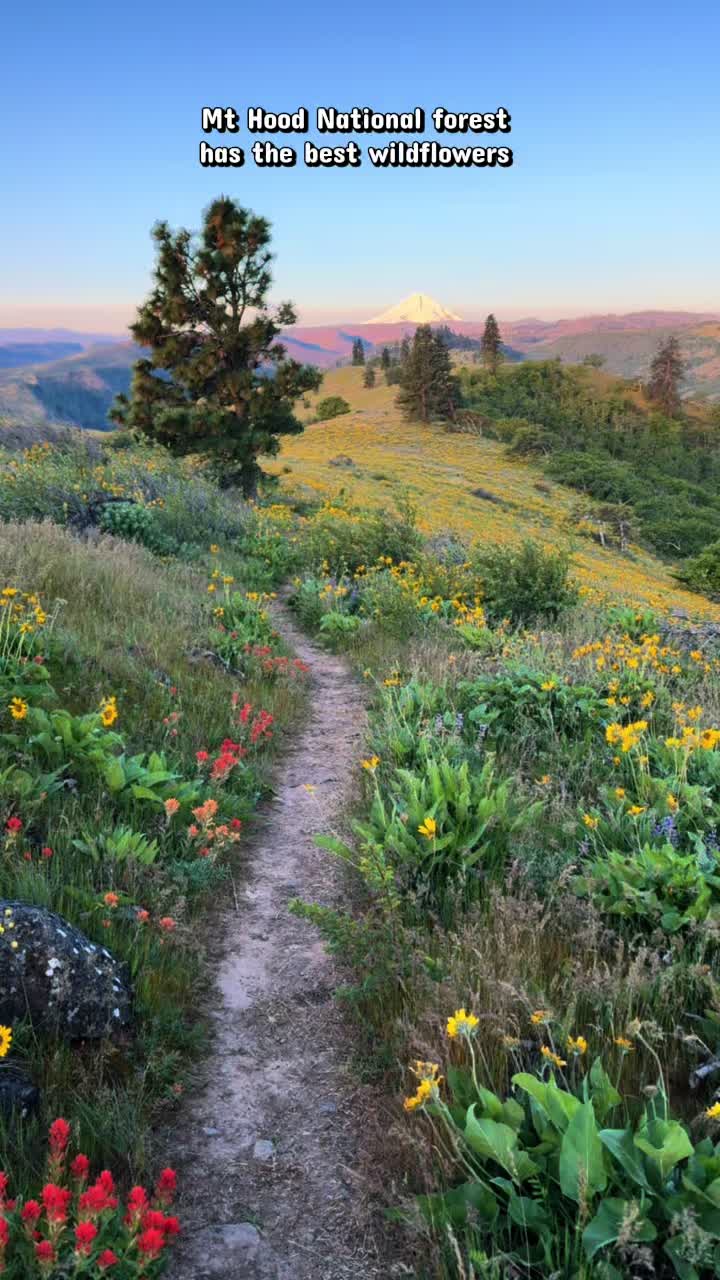 Mt. Hood National Forest
