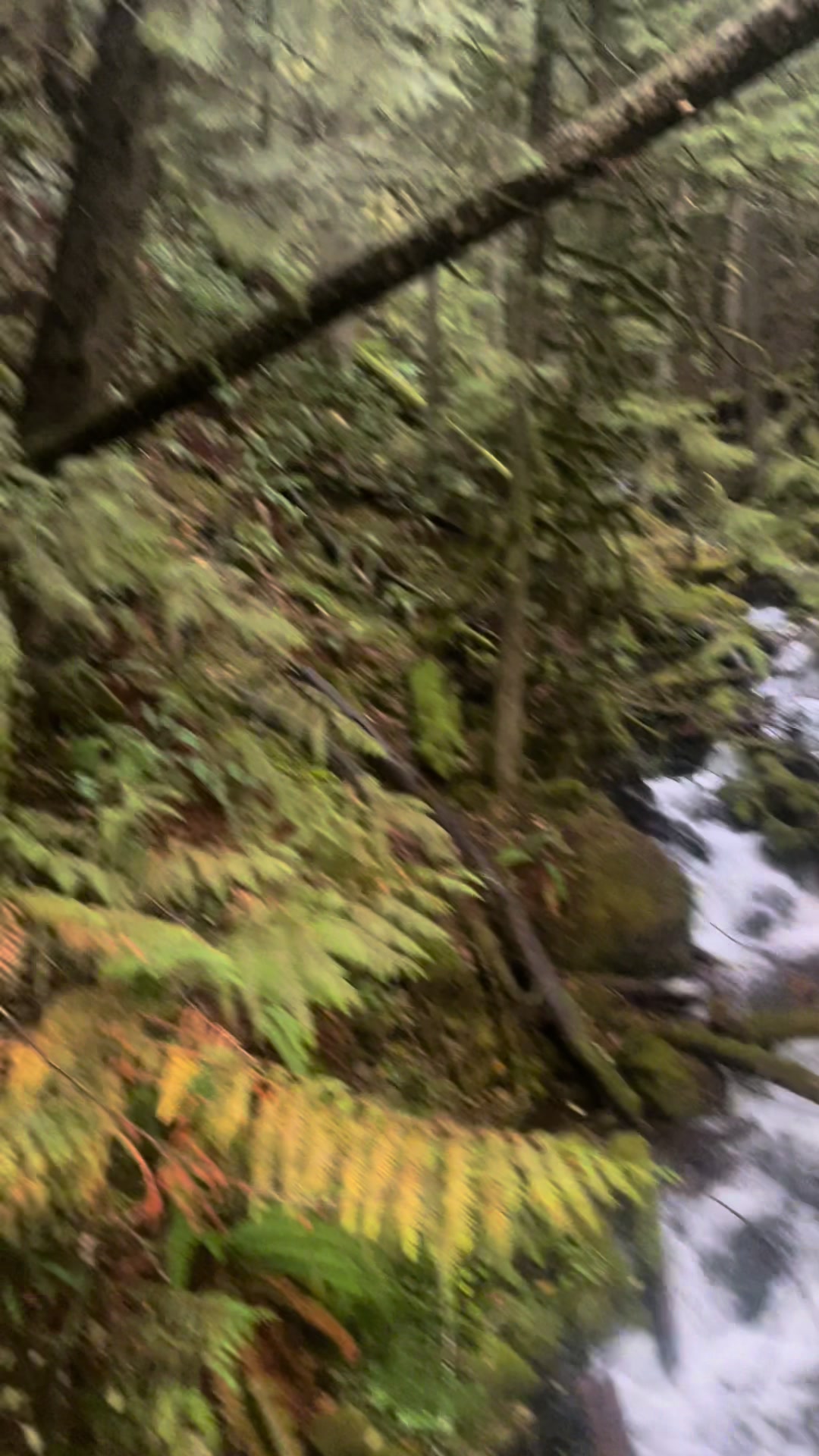 Mt. Hood National Forest