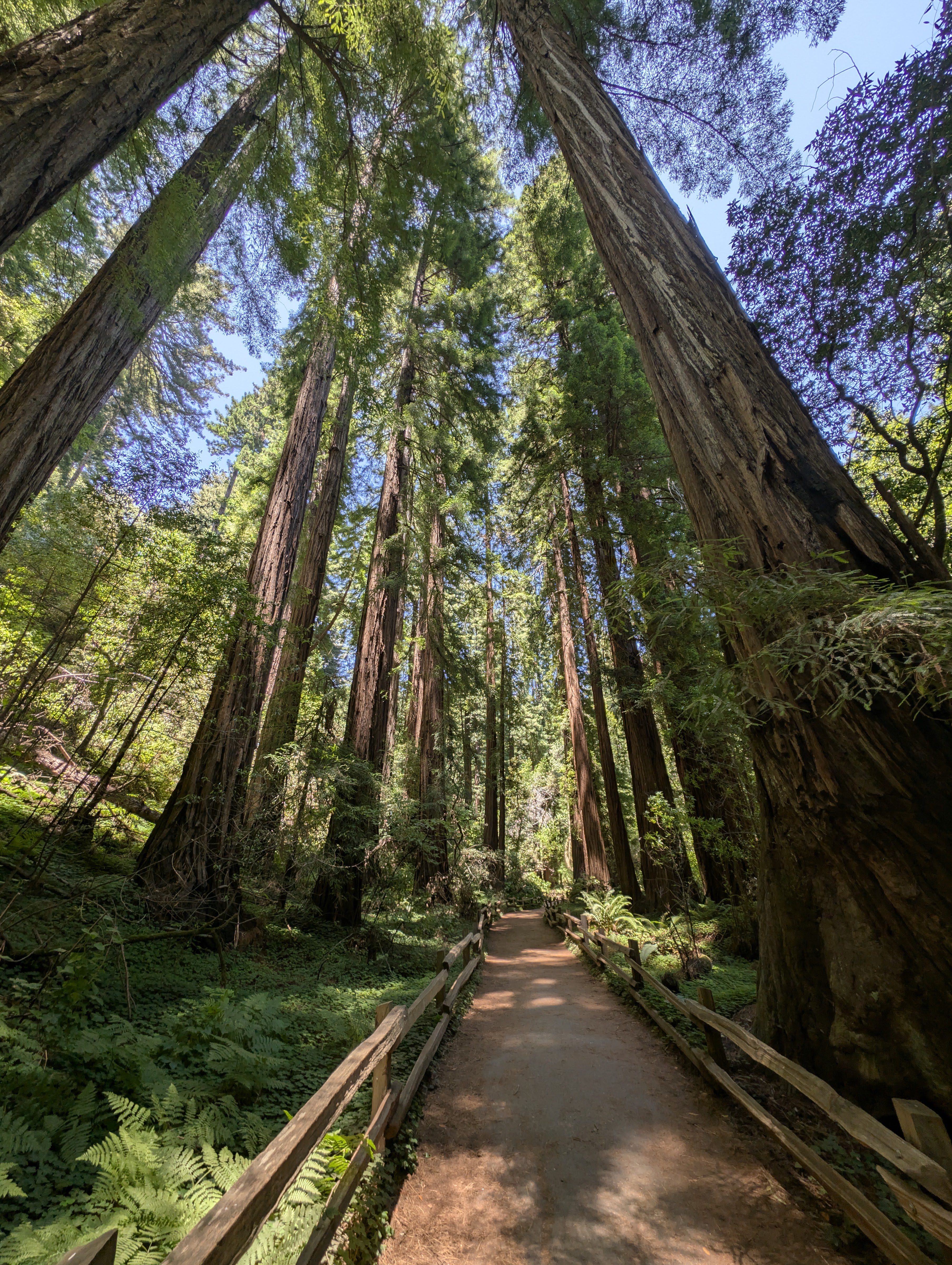 Muir Woods National Monument (Marin County)