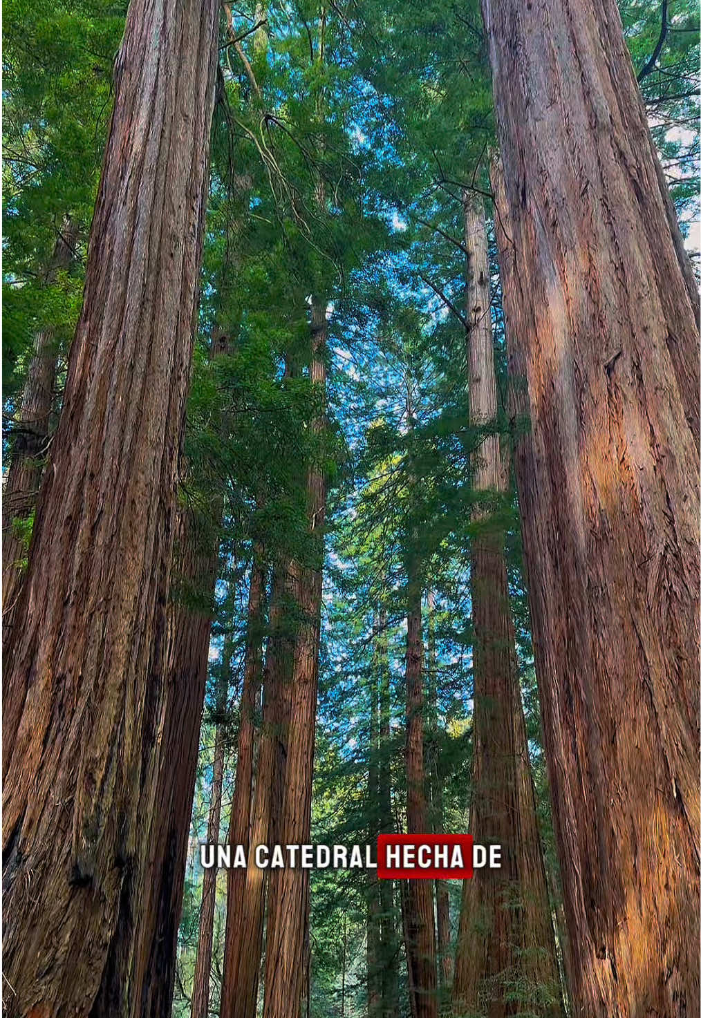 Muir Woods National Monument