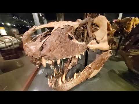 Museum of the Rockies