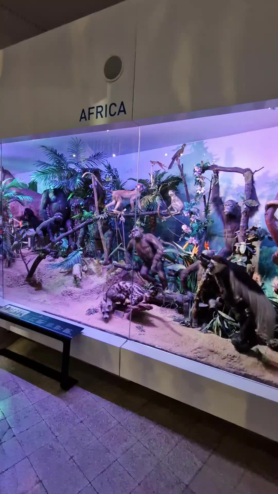 מוזיאון אנטיפה - Grigore Antipa National Museum of Natural History