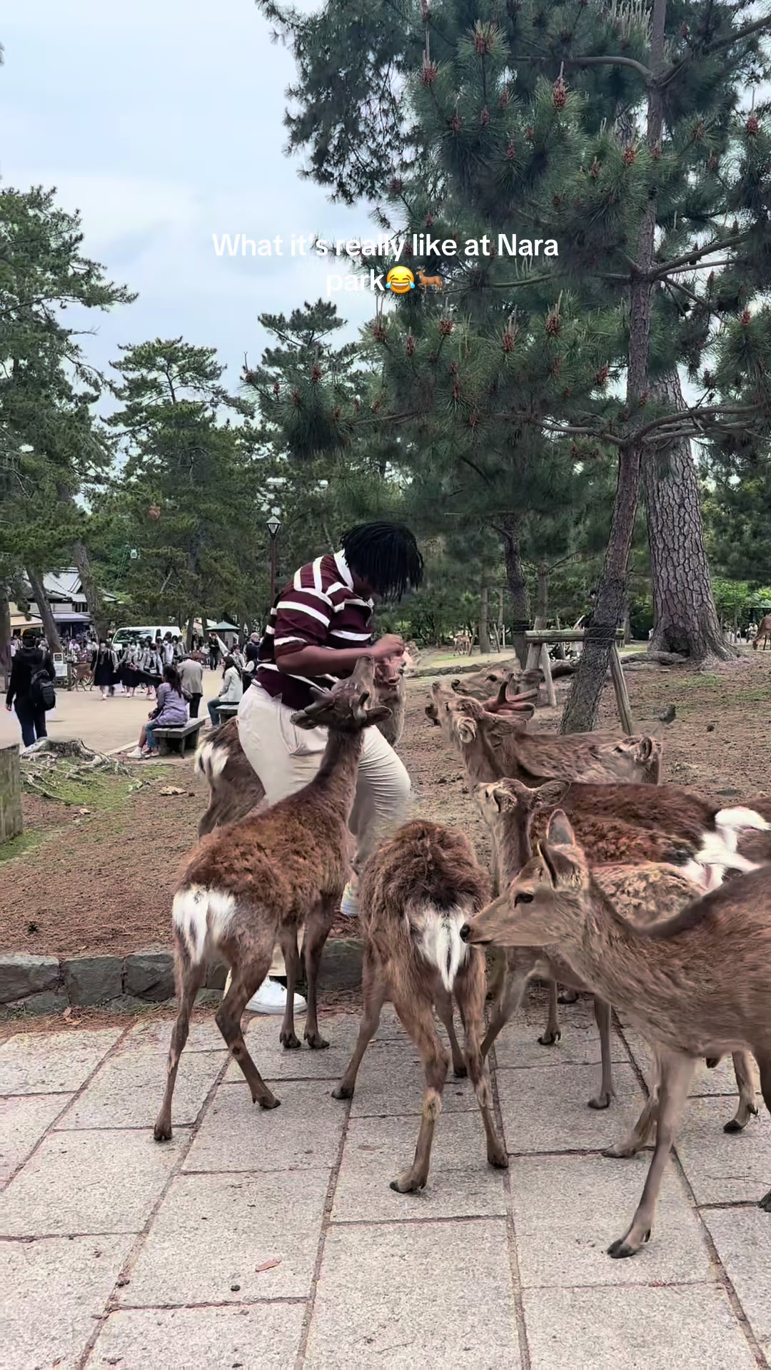 Nara Park