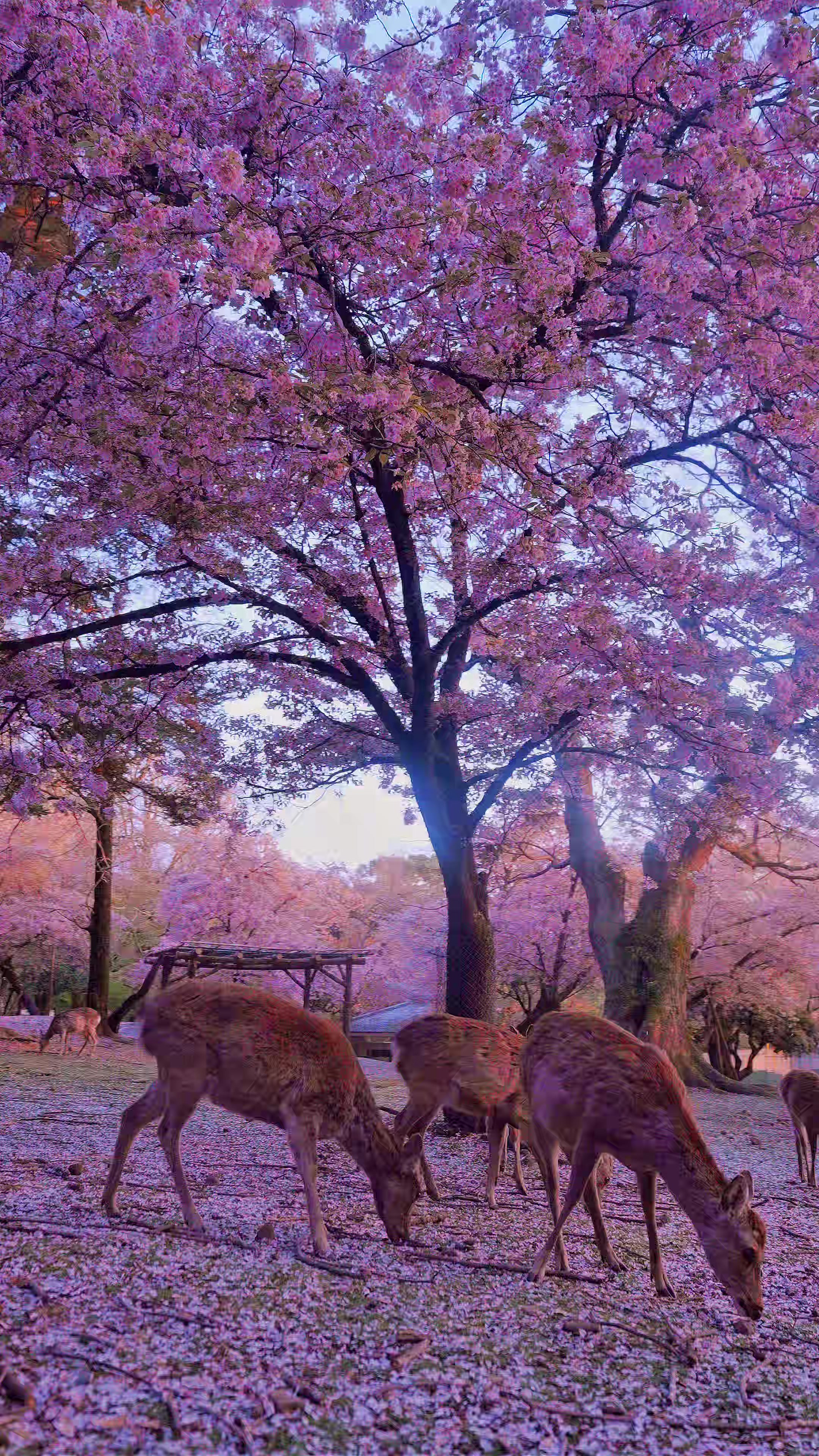 Nara
