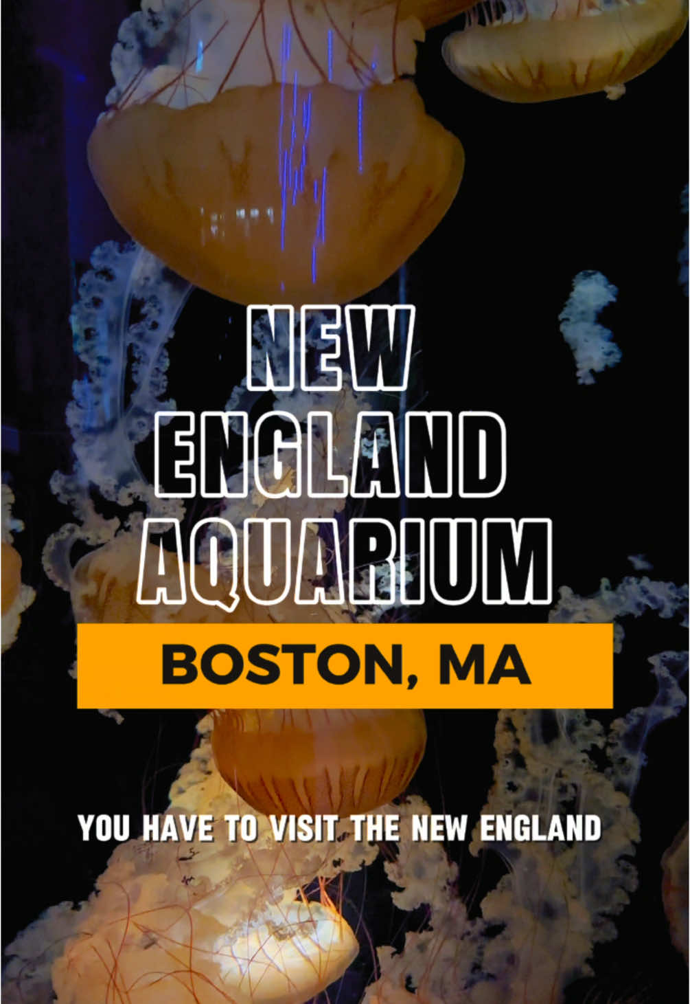 New England Aquarium