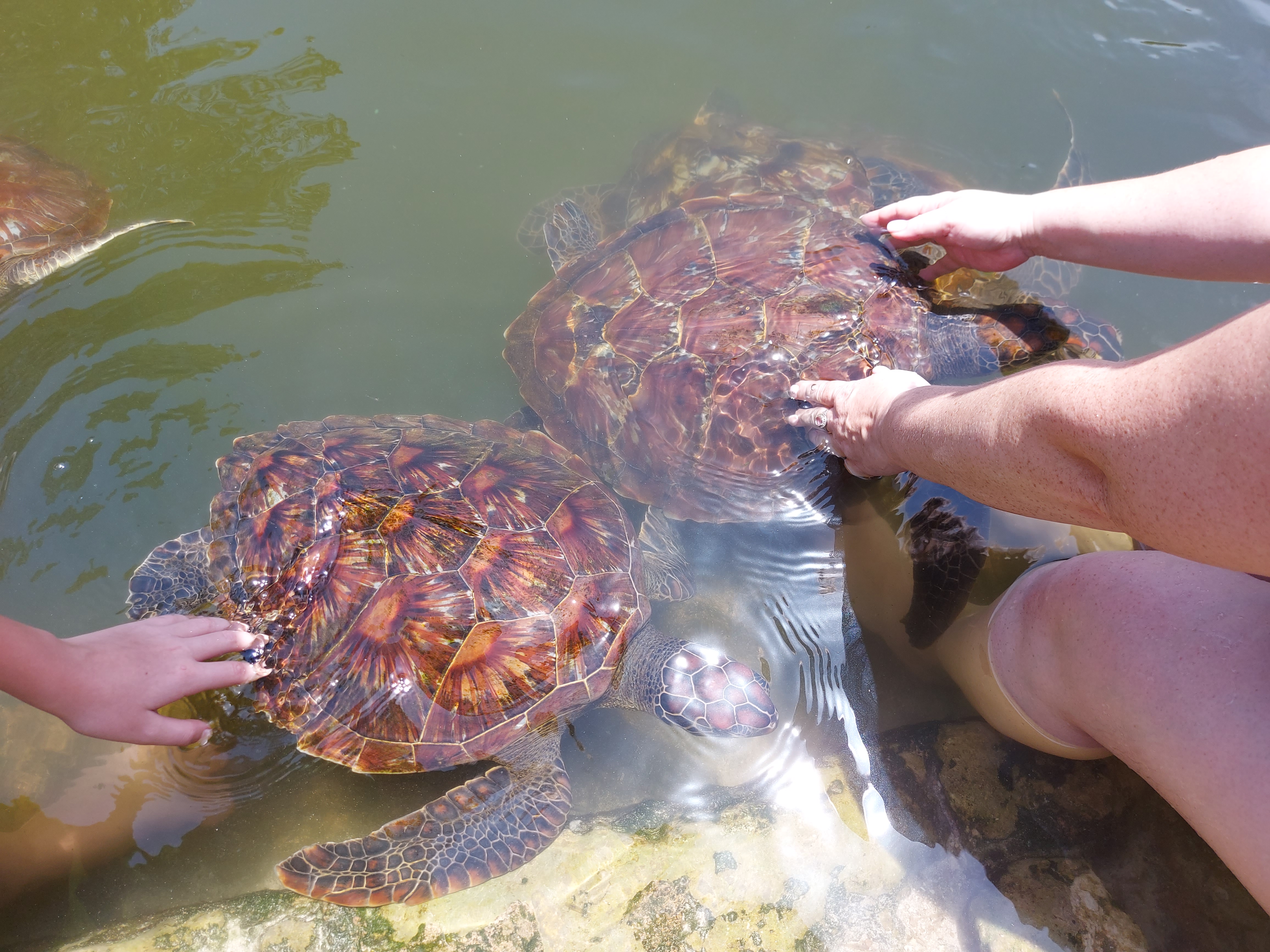Mnarani Marine Turtles Conservation Pond