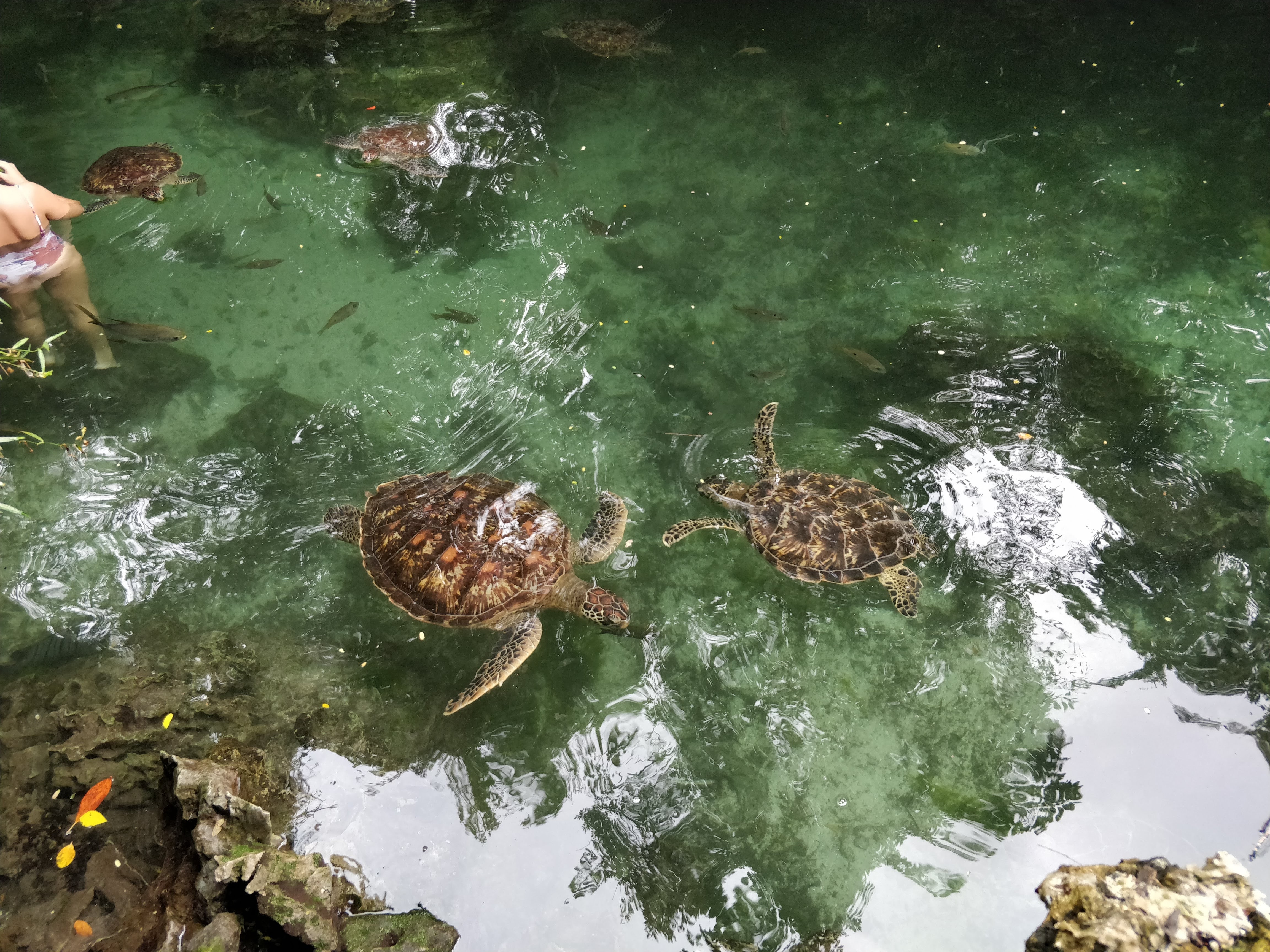 Nungwi Natural Aquarium