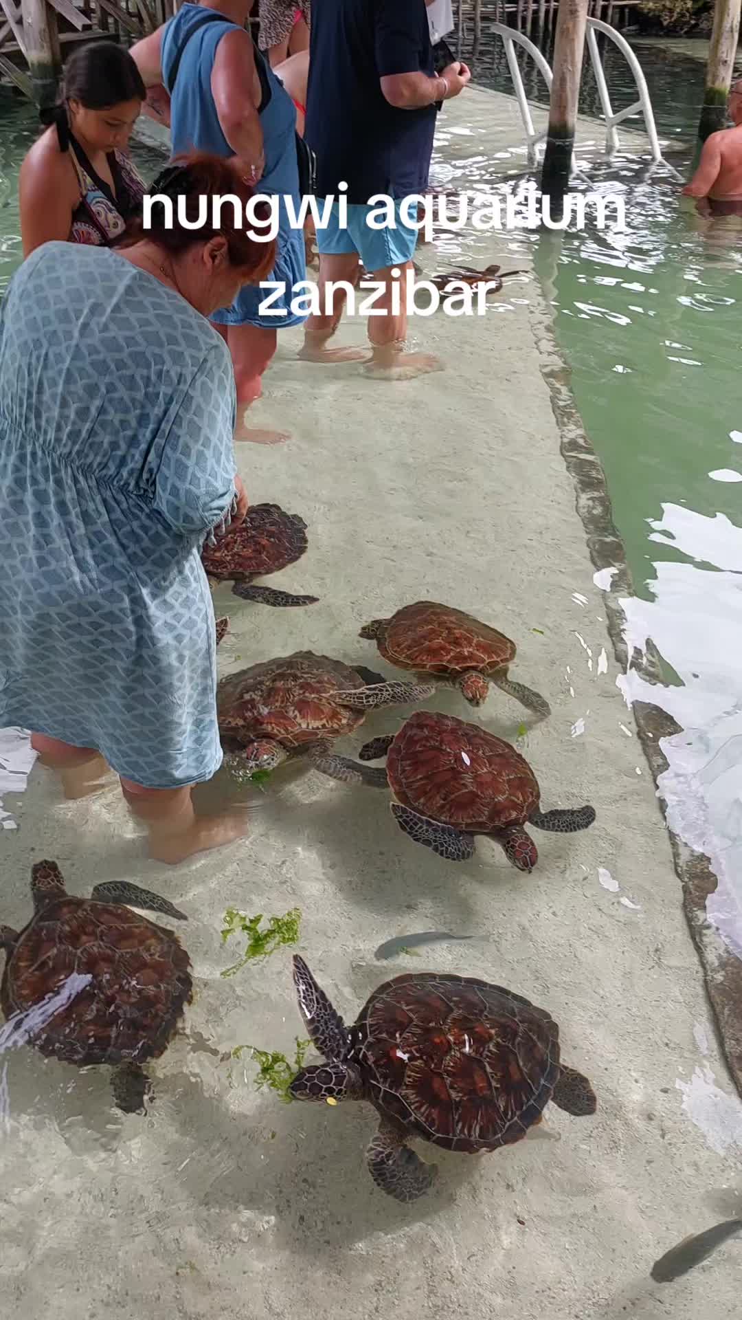 Nungwi Natural Aquarium