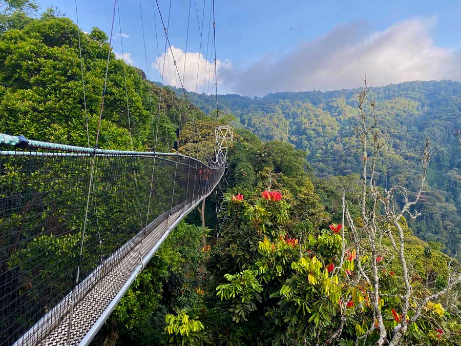 Nyungwe National Park