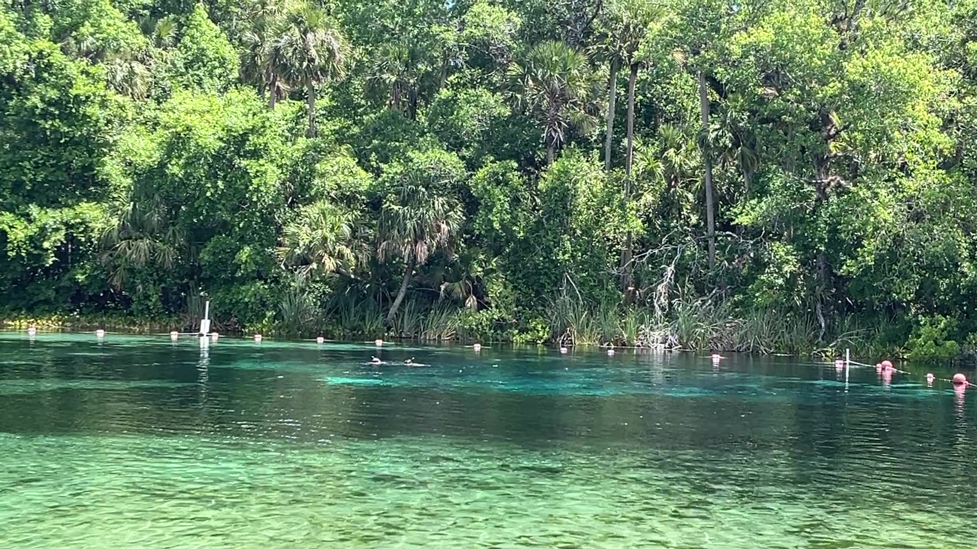 Ocala National Forest