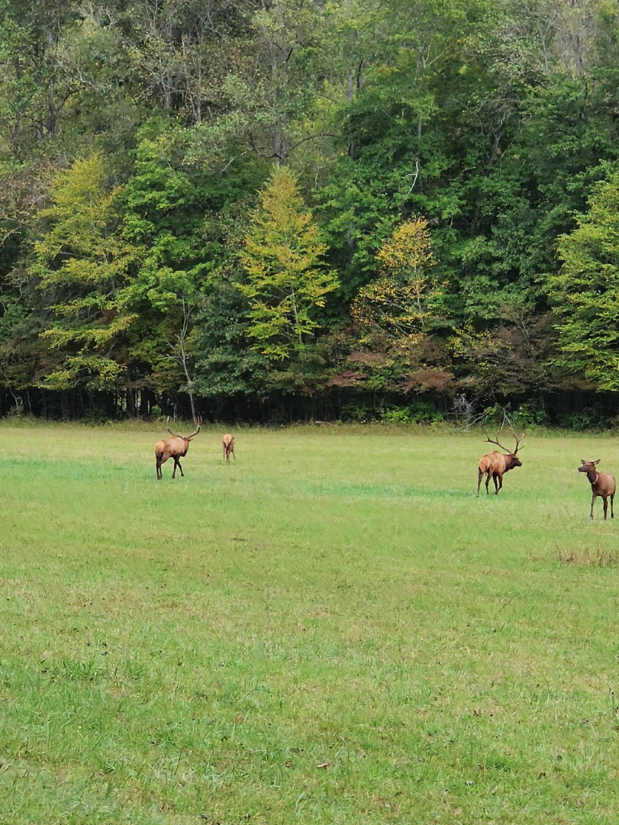 Oconaluftee Visitor Center (Great Smoky Mountains National Park)