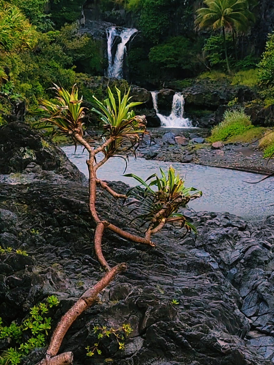 Ohe'o Gulch (Pools of Ohe'o)