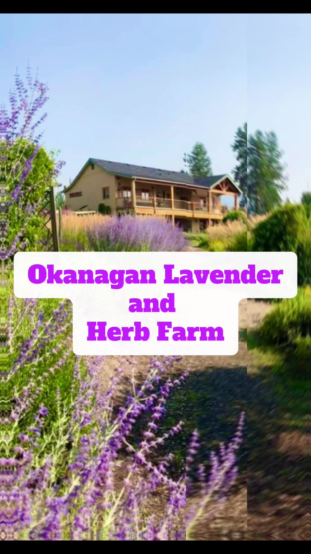 Okanagan Lavender & Herb Farm