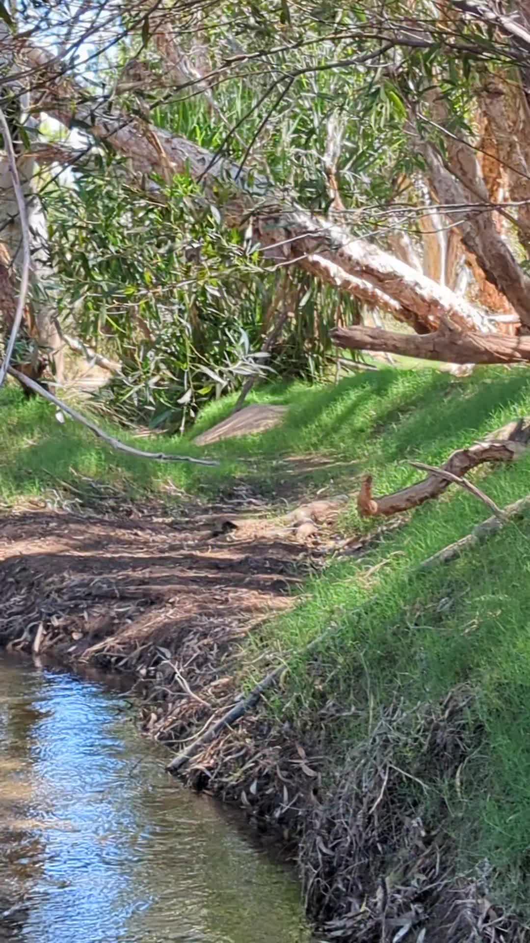 Ord River