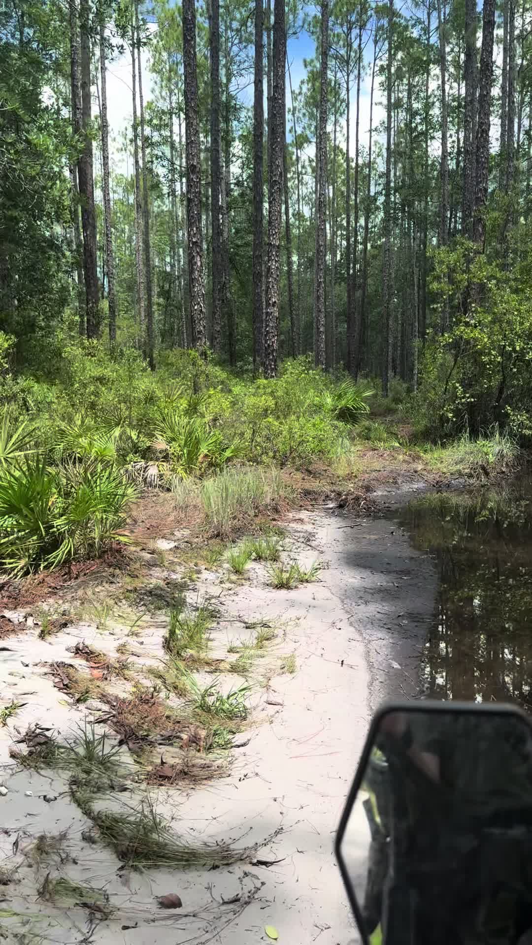 Osceola National Forest