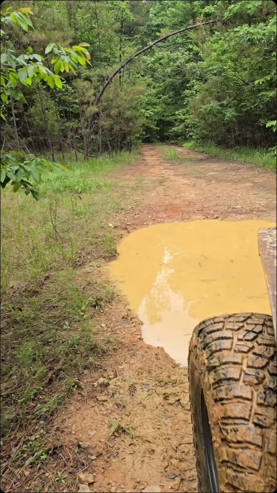 Ouachita National Forest