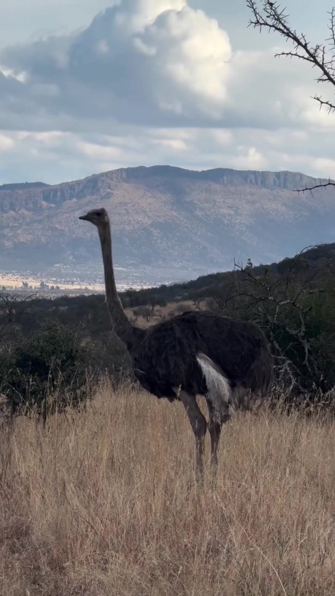 Oudtshoorn