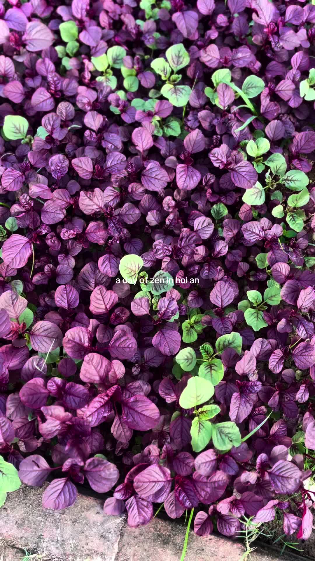 Овощная деревня Ча Куэ