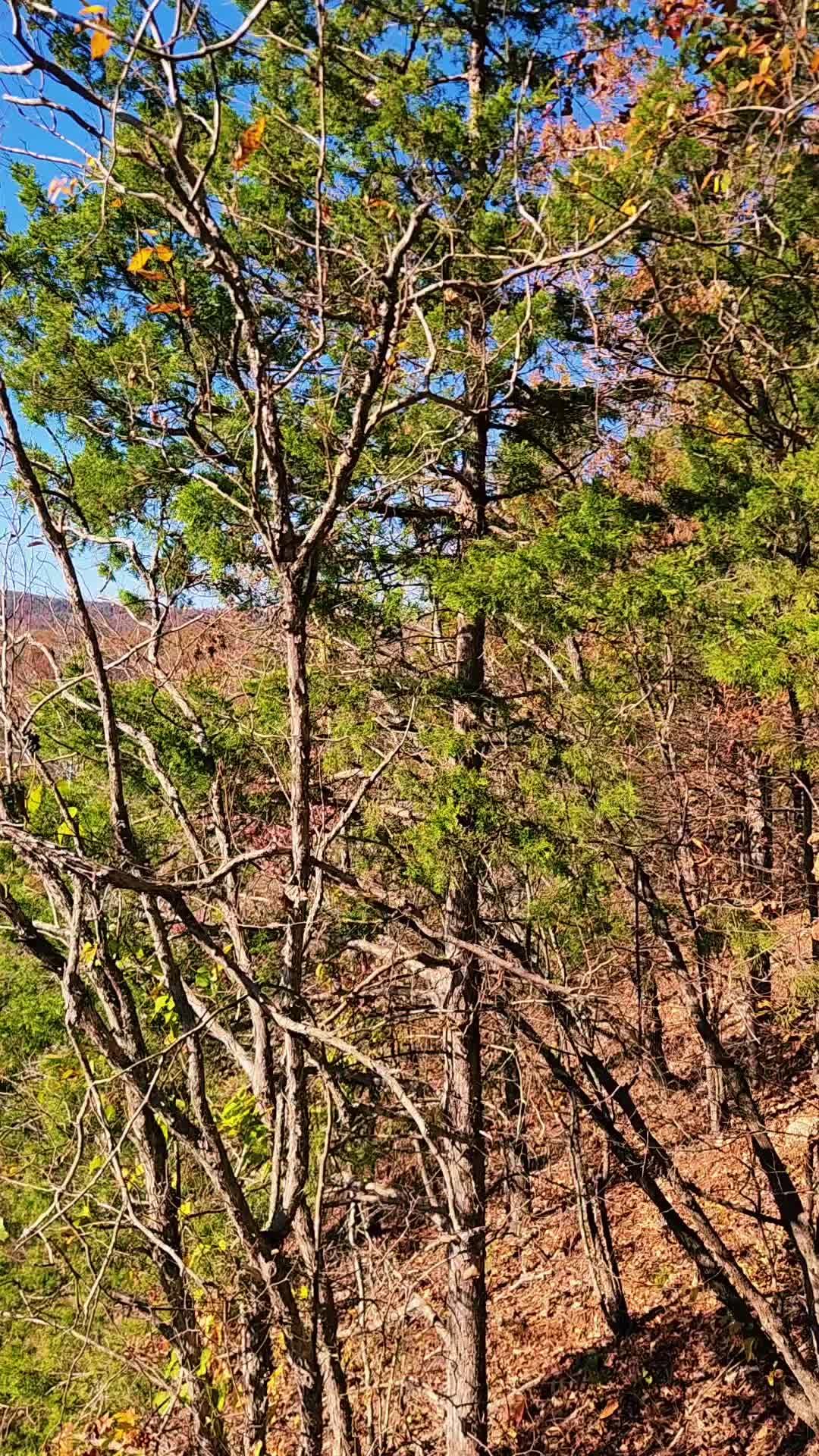 Ozark National Scenic Riverways, MO