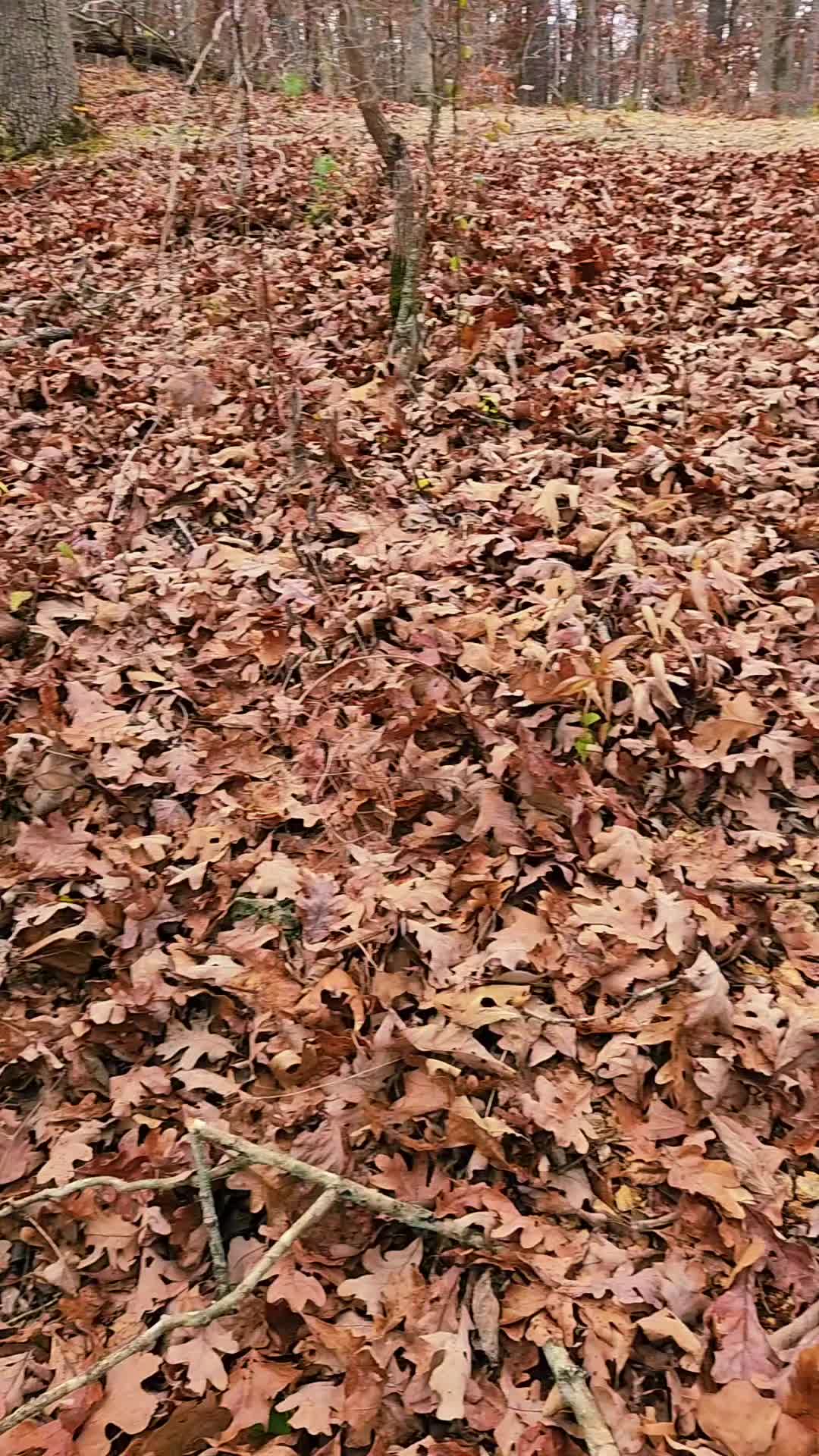 Ozark National Scenic Riverways, MO