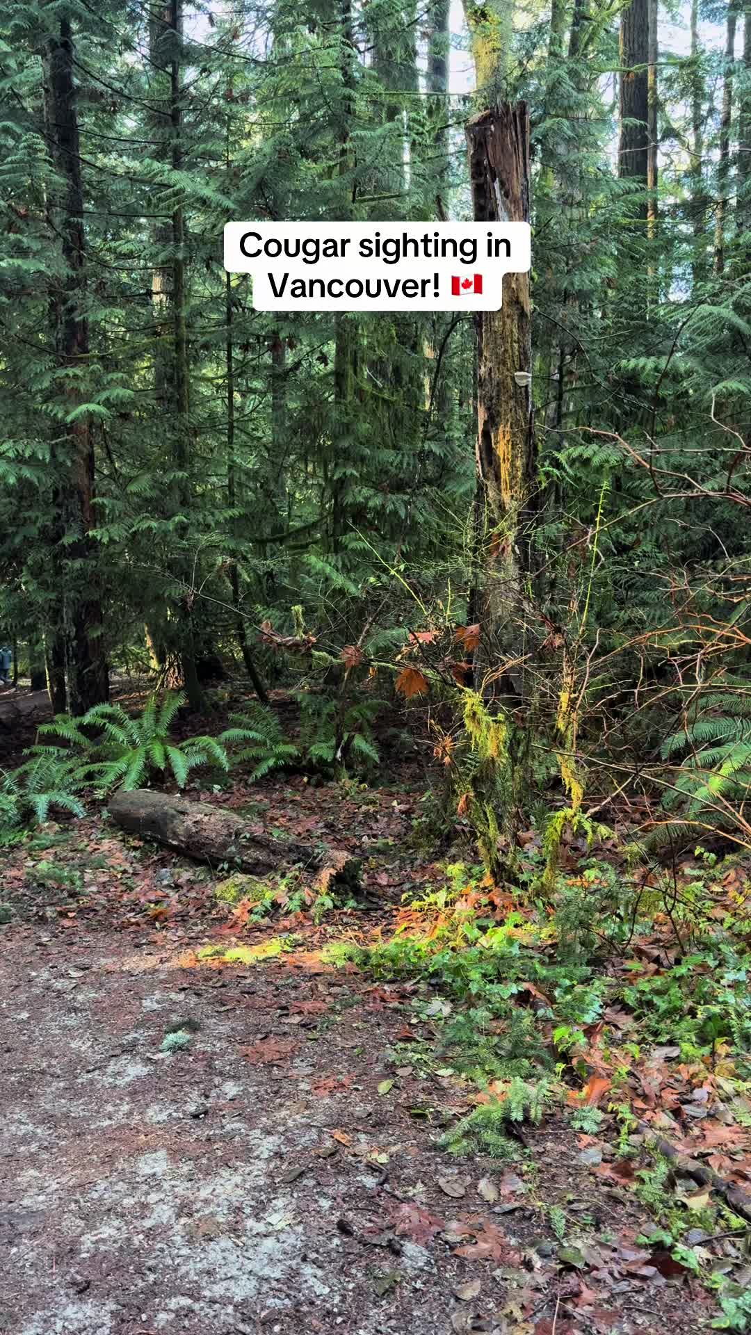 Pacific Spirit Regional Park