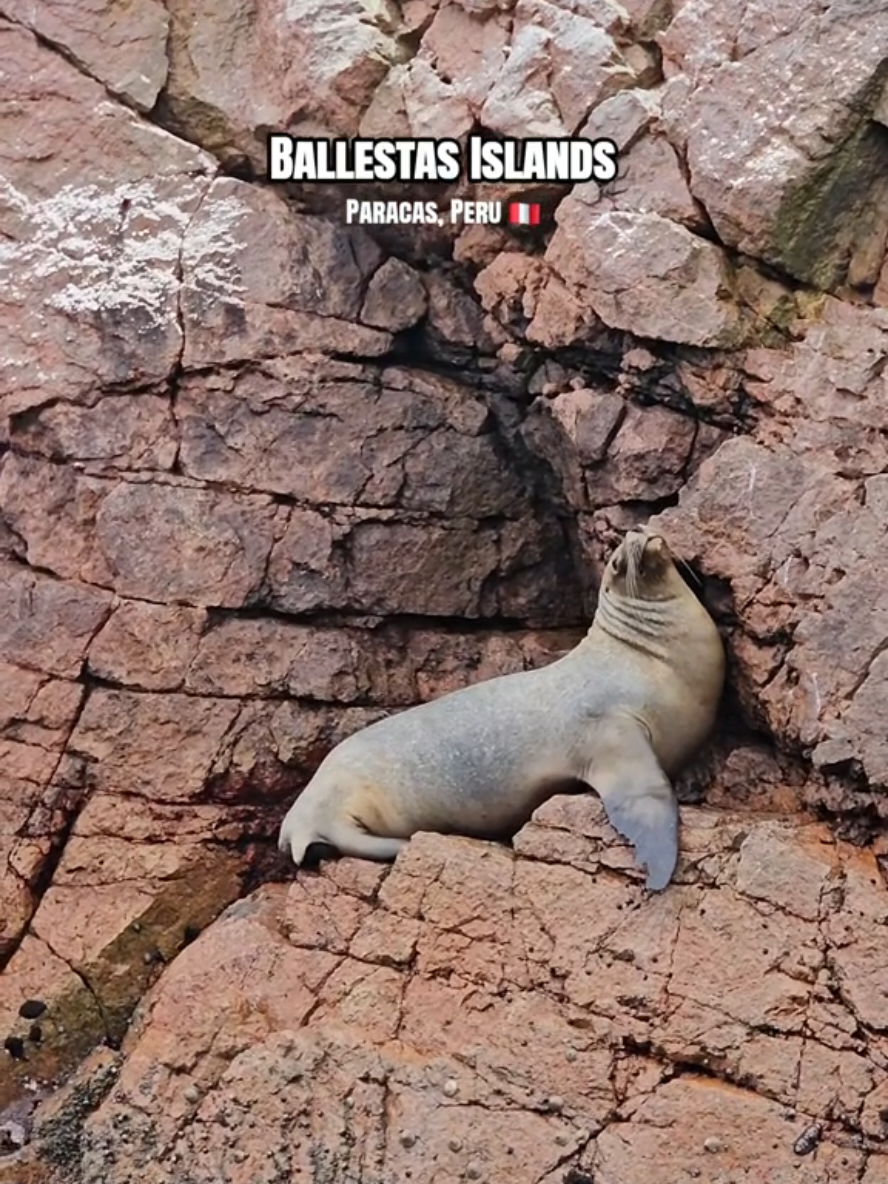 Paracas