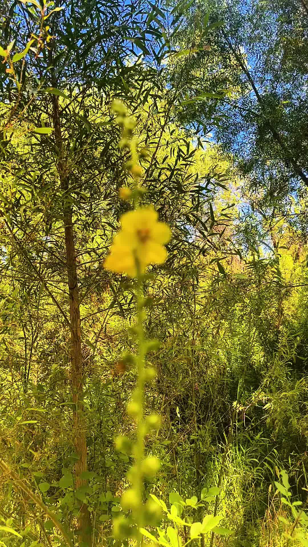 Patagonia Lake State Park