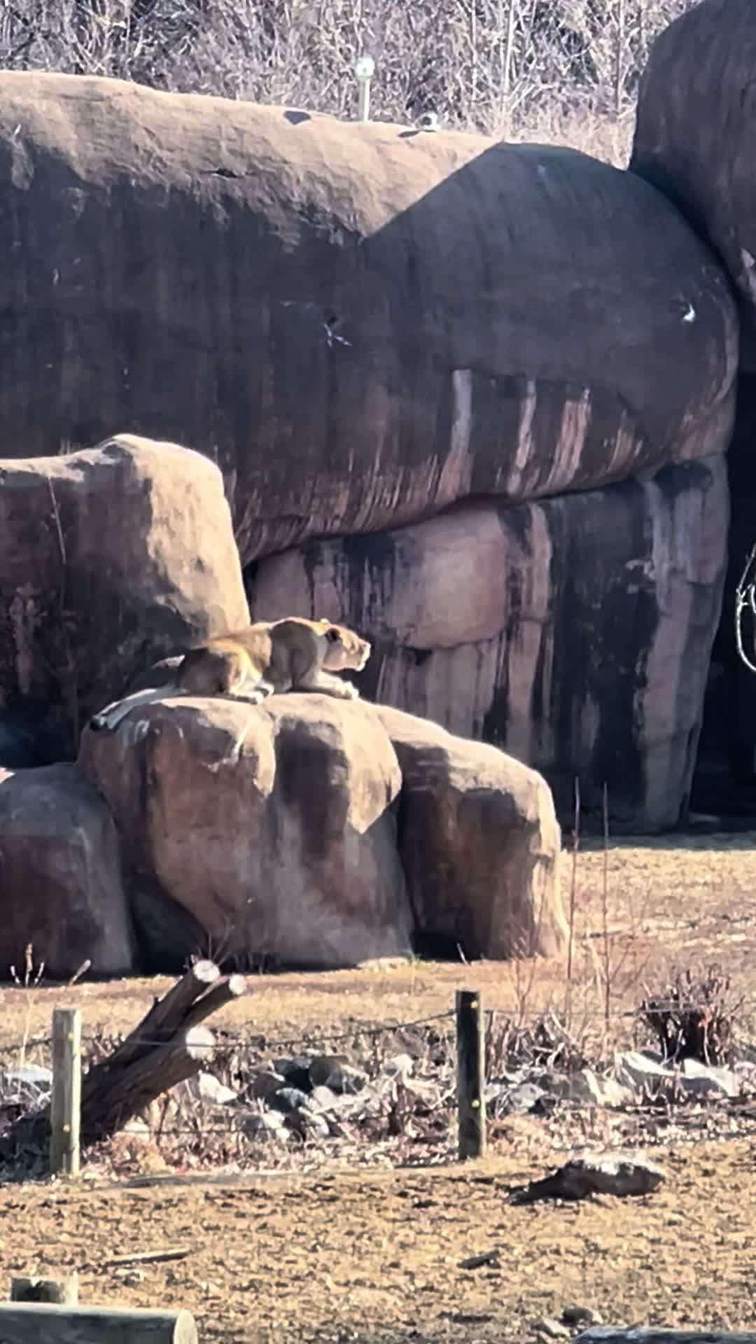 Peoria Zoo