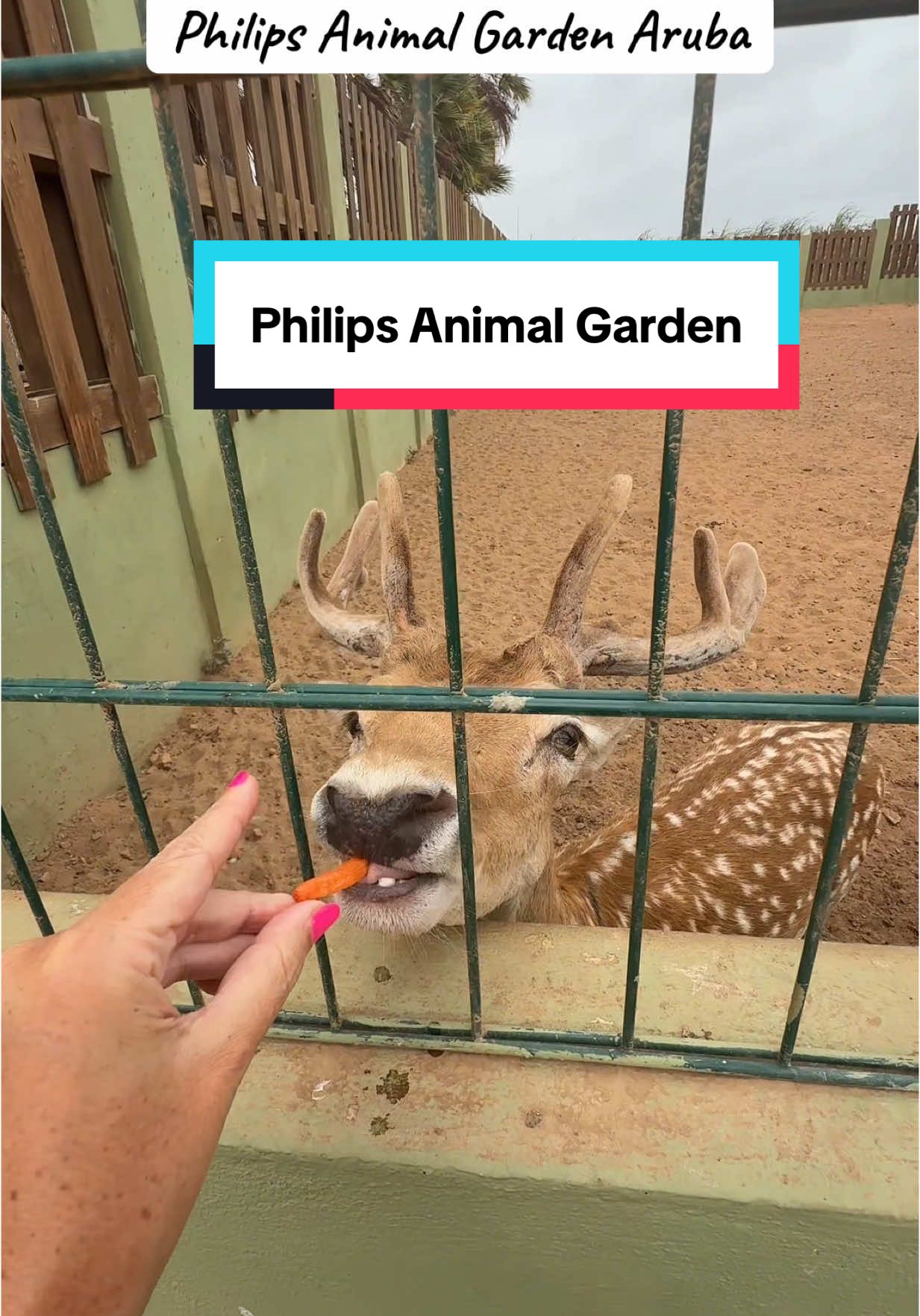 Philip's Animal Garden