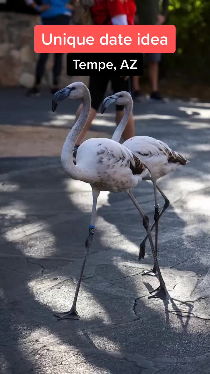 Phoenix Zoo