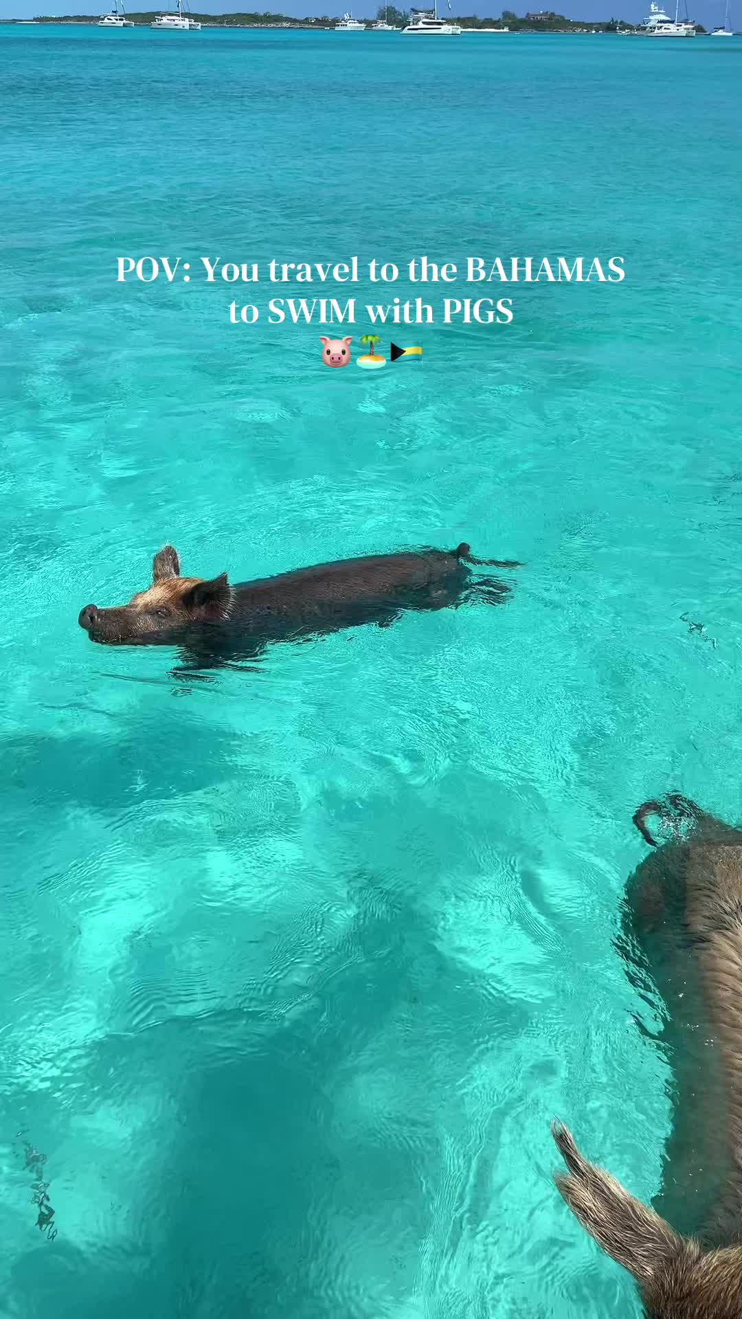 Pig Beach