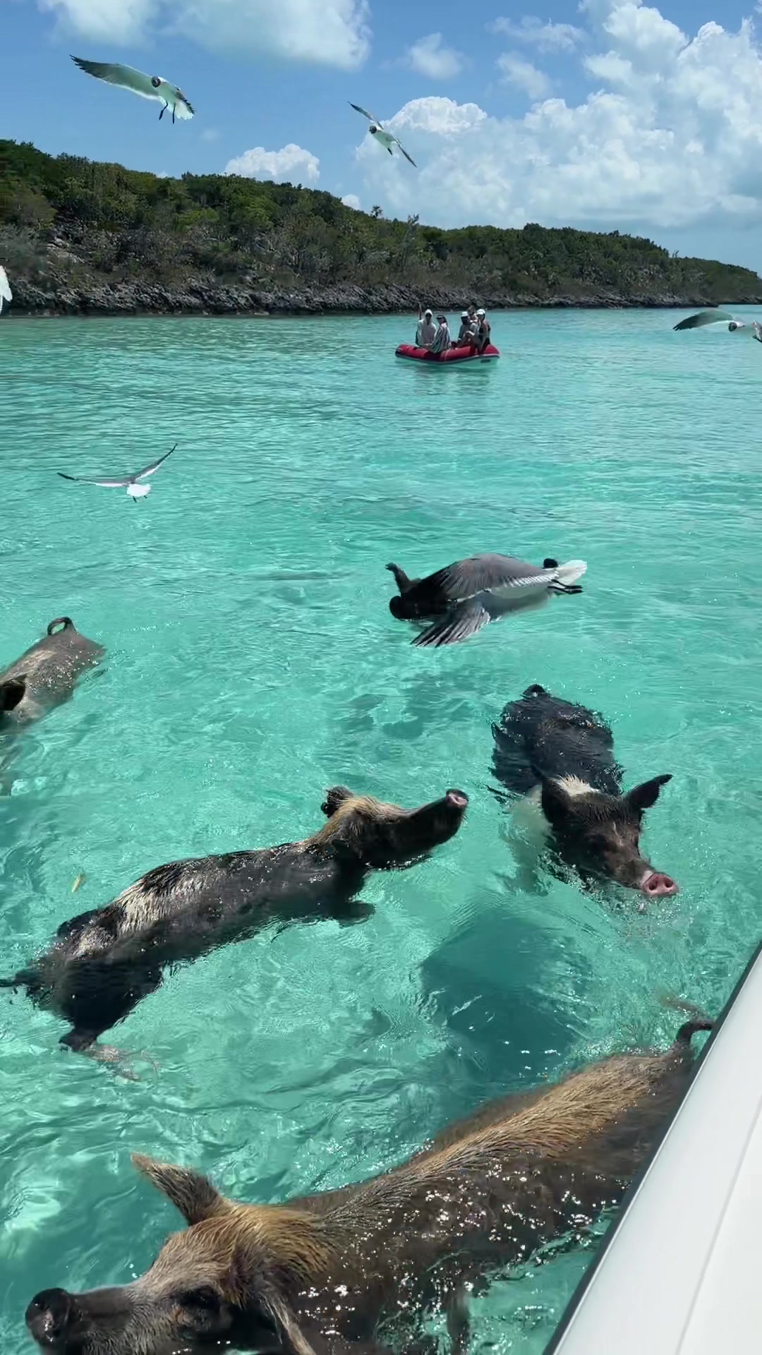 Pig Beach